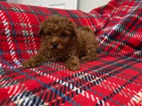Orijinal Toy Poodle Yavrular Sakarya