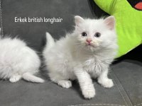 Scottish ve british yavrular renk renk