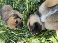 Rottweiler can dostlara sıcak yuva