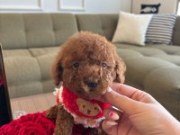 Tatlı poodle kızım Hera