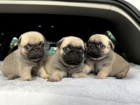 Denizli pug yavrular ırk ve sağlık garantili