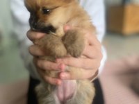 Ankara pomeranian yavrular