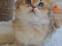 Yumuşacık British Longhair Bebeklerim