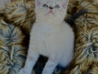British Shorthair Yavru Kedimiz