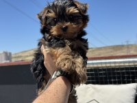 Petmode köpek çiftliğinden  tea cup yorkshire terrier