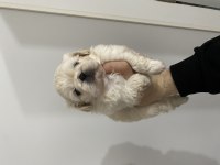 PEKİNEZ KÖPEĞİMİZ