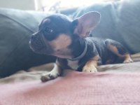 Blue tan french bulldog choco taşıyıcı dişi ve erkek 5 aylık