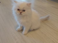 British Longhair Erkek Kedimiz