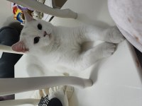 8 Aylık British Shorthair Sahiplendirme İstanbul