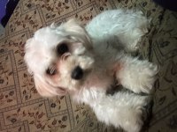 9 AYLIK DİŞİ KÖPEĞİMİZ YENİ YUVASINI ARIYOR