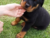 ROTTWEİLER BEBEK KÖPEKLERİ