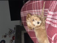 4 aylık maltipoo