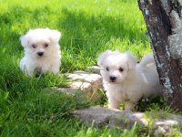 Maltese Bebeklerimiz Çiftlikten