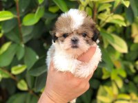 Sıfır Boy biblo shih tzu yavrularım