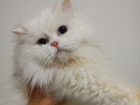 British longhair dişi
