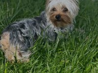 Wc eğitimli full aşılı bakımlı köpeğimiz