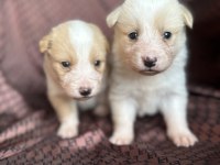 Her Renk Border Collie Yavrusu (Bursa Köpek Okulu)