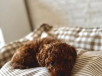 TUVALET EĞİTİMLİ TOY POODLE 