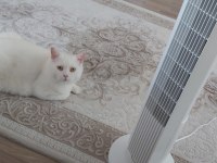 British shorthair sağlıklı kedimiz