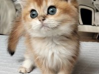 A KALİTE golden british shorthair bebekler