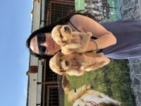 Golden Retriever Yavrularım Sağlık Ve Irk Garantilidir