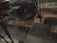 British shorthair kedimizi sahiplendirme