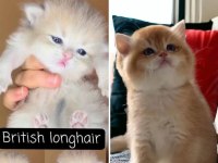 SHOW KALİTE SAFKAN BRİTİSH LONGHAİR & SHORTHAİR