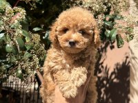 Kaliteli Poodle Bebekler