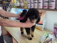 10 Aylık Dişi Kore Toy Poodle