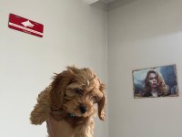 Minyatür Maltipoo Yavrumuz