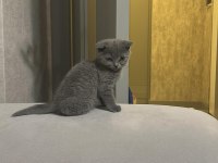 Scottish fold ve straight yavrular