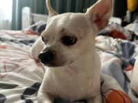 5 yaşında kısır erkek chihuahua