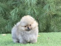 En pofidiği en tatlıları pomeranian