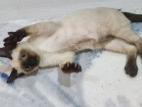 3 Aylık Yavru Siyam Kedisi