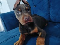 A kalite kızıl ve siyah doberman yavruları