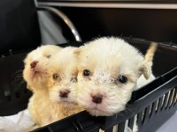 Sıfır numara terrier köpeği yavrularımız