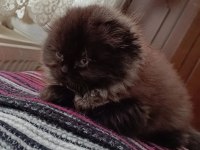 14 ocak doğumlu sağlıklı eğitimli scottish fold kediler