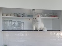 Scottish Straight Beyaz Erkek Kedi