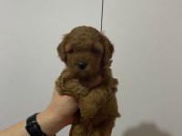 Rezerveye açık toy poodle yavru