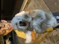 yavru maltese terrier