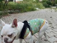 Boncuk gözlü french bulldog oğlumuza iyi bakacak biri