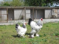 0-1 aylık BRAHMA civcivleri