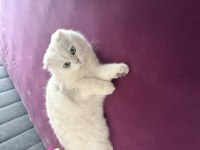Yakışıklı erkek kedimize güzel bir kız arıyoruz