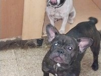 Damızlık french bulldog yavrularımız
