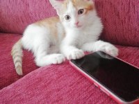 ÜCRETSİZ YAVRU KEDİMİZİ SAHİPLENDİRME