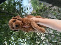 En Koyusundan Aşılı Maltipoo 