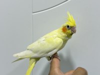 Sultan papağanı sahiplendirilecekler