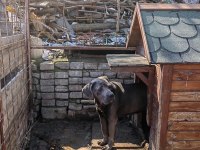 CANE CORSO BLUE DİŞİ 2 YAŞINDA HİÇ EŞ GÖRMEMİŞ