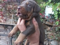 TESLİME HAZIR DOBERMANLAR