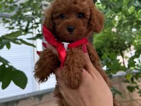 TOY POODLE ANNE ALTINDAN